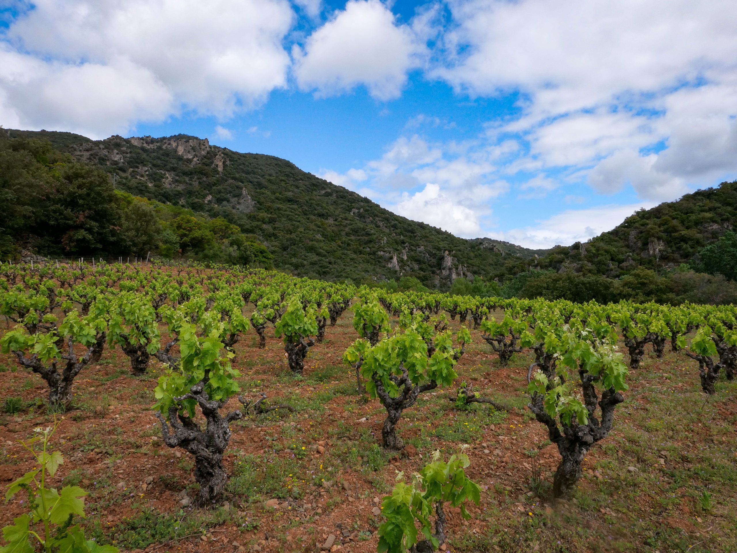 Languedoc-vignes-catalogne