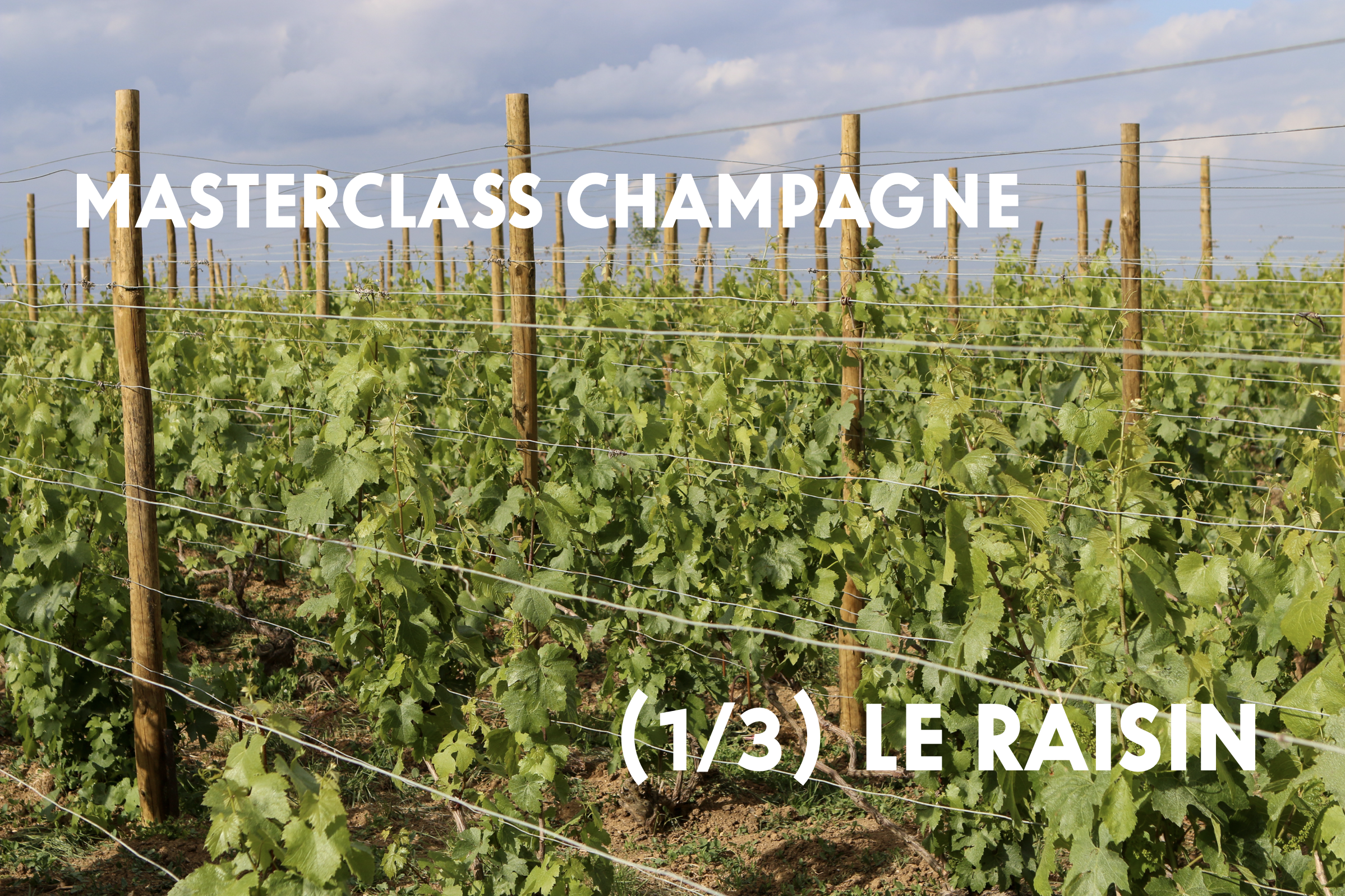 Photo de vignes et raisins de Champagne