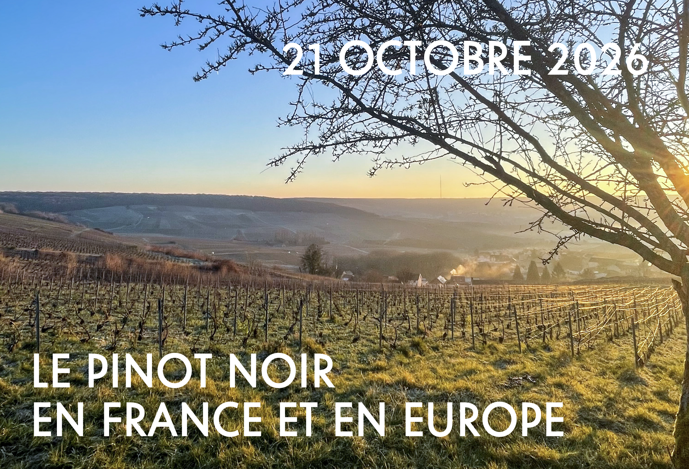 Le pinot noir 228 Litres